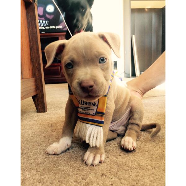 /Images/uploads/Humane Society of Utah/HSUCalendar/entries/1080thumb.jpg